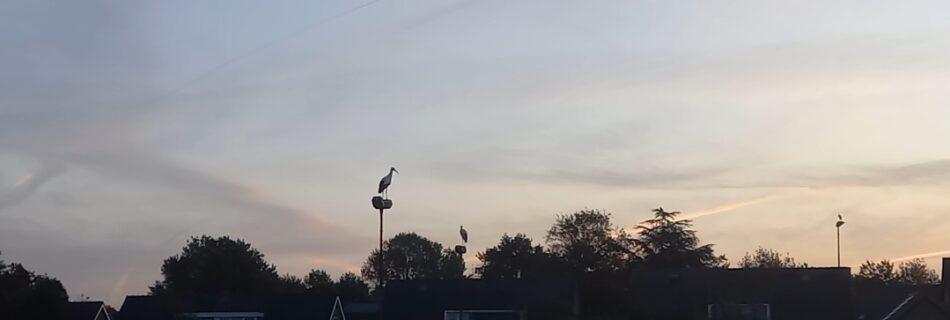Ooievaar en Her-Geboorte